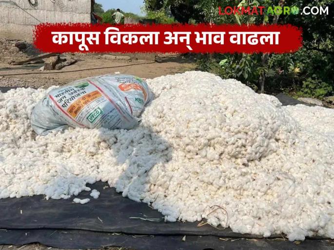 Farmers are unhappy as cotton prices have increased with nothing left to sell. | आता विक्रीसाठी काहीच शिल्लक नसताना कापसाचे दर वाढल्याने शेतकऱ्यांमध्ये नाराजी Farmers are unhappy as cotton prices have increased with nothing left to sell. | आता विक्रीसाठी काहीच शिल्लक नसताना कापसाचे दर वाढल्याने शेतकऱ्यांमध्ये नाराजी
