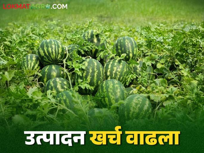 Watermelon Crop: Watermelon crop in crisis due to climate change; Production costs increased this year | Watermelon Crop : हवामान बदलामुळे टरबूज पीक संकटात; यंदा उत्पादन खर्च वाढला Watermelon Crop: Watermelon crop in crisis due to climate change; Production costs increased this year | Watermelon Crop : हवामान बदलामुळे टरबूज पीक संकटात; यंदा उत्पादन खर्च वाढला