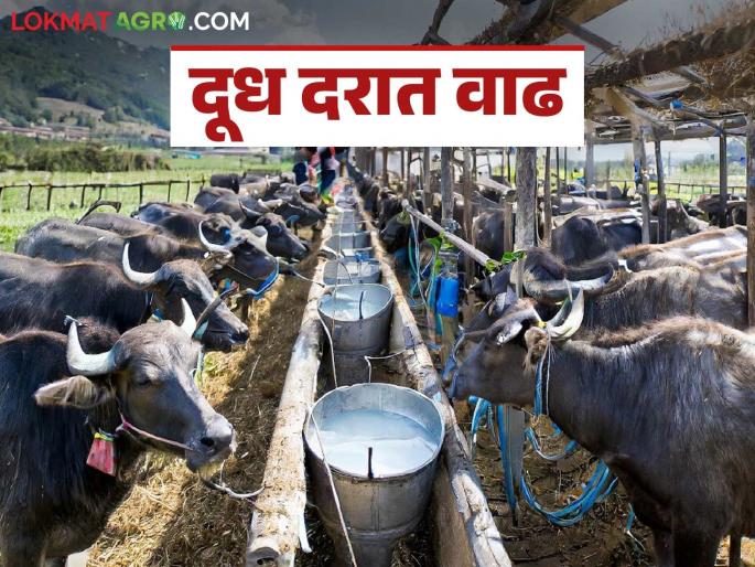 Dudh Dar: 'Ya' milk association in the state increases the purchase price by two rupees | Dudh Dar : राज्यातील 'या' दूध संघाने केली खरेदी दरात दोन रुपयांची वाढ