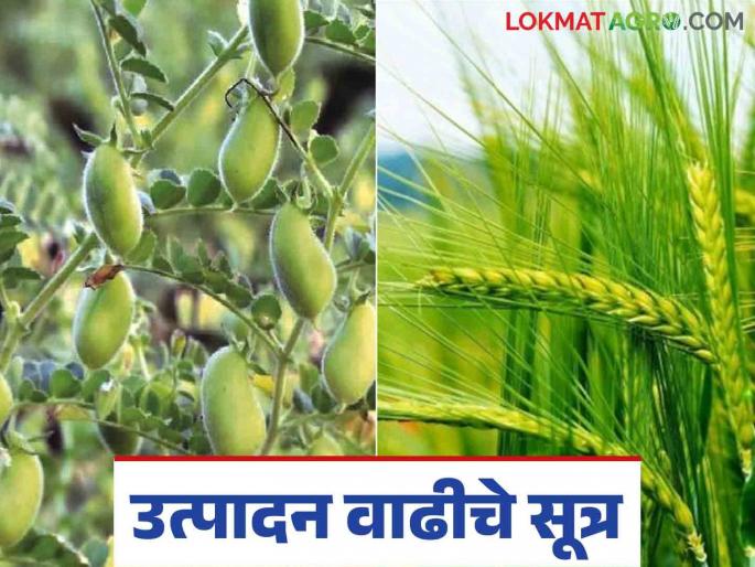 The production of gram and wheat crops will double; don't forget these benefits | हरभरा व गहू पिकाचे उत्पादन होईल दुप्पट; विसरू नका 'या' फायद्याच्या बाबी The production of gram and wheat crops will double; don't forget these benefits | हरभरा व गहू पिकाचे उत्पादन होईल दुप्पट; विसरू नका 'या' फायद्याच्या बाबी