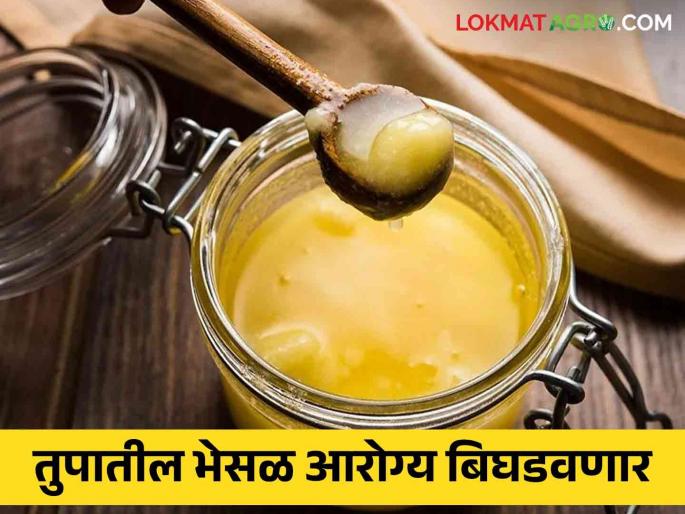 Adulteration In Ghee : Is the ghee you are buying adulterated free? Adulteration in ghee is harmful to health | Adulteration In Ghee : तुम्ही खरेदी करत असलेले तुप भेसळमुक्त आहे का? तुपातील भेसळ ठरते आहे आरोग्यासाठी हानीकारक Adulteration In Ghee : Is the ghee you are buying adulterated free? Adulteration in ghee is harmful to health | Adulteration In Ghee : तुम्ही खरेदी करत असलेले तुप भेसळमुक्त आहे का? तुपातील भेसळ ठरते आहे आरोग्यासाठी हानीकारक