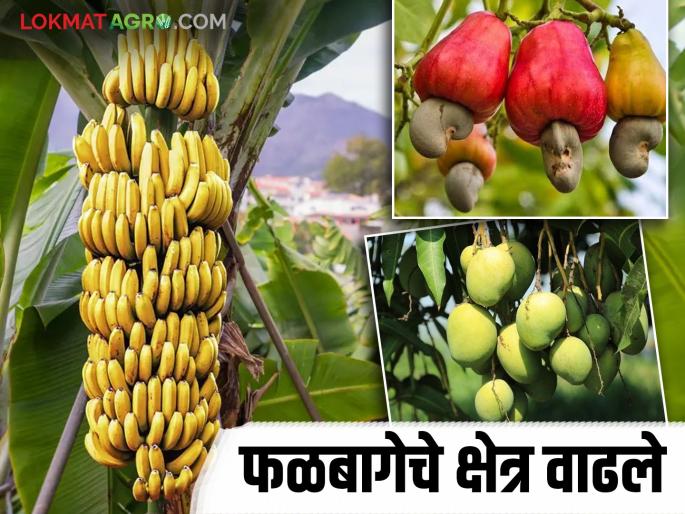 Mango, banana and cashew hub to be established; Fruit plantation increased in 'this' district of the state | आंबा, केळी व काजूचे होणार हब; राज्याच्या 'या' जिल्ह्यात फळबाग लागवड वाढली Mango, banana and cashew hub to be established; Fruit plantation increased in 'this' district of the state | आंबा, केळी व काजूचे होणार हब; राज्याच्या 'या' जिल्ह्यात फळबाग लागवड वाढली