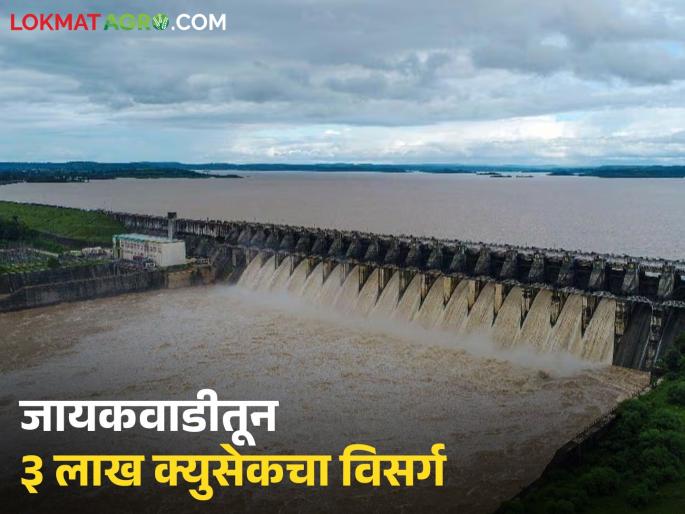 For the first time in its fifty-year history, 3 lakh cusecs of water was discharged from Jayakwadi; 3800 villages under 189 mandals were affected by heavy rains | पन्नास वर्षांच्या इतिहासात पहिल्यांदाच जायकवाडीतून ३ लाख क्युसेकचा विसर्ग; १८९ मंडळांतर्गत ३८०० गावांना अतिवृष्टीचा फटका For the first time in its fifty-year history, 3 lakh cusecs of water was discharged from Jayakwadi; 3800 villages under 189 mandals were affected by heavy rains | पन्नास वर्षांच्या इतिहासात पहिल्यांदाच जायकवाडीतून ३ लाख क्युसेकचा विसर्ग; १८९ मंडळांतर्गत ३८०० गावांना अतिवृष्टीचा फटका