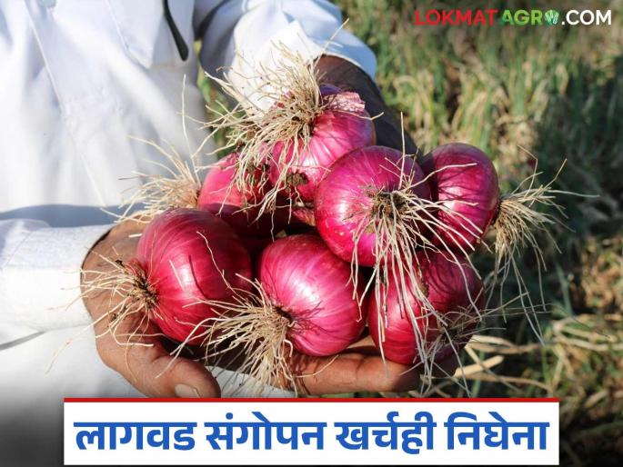 They said they would grow gold, but only soil remains; Onions cost farmers' homes a half-sati this year | सोनं पिकवू म्हटलं पण हाती राहते फक्त माती; कांद्यामुळे यंदा शेतकऱ्यांच्या घराला साडेसाती They said they would grow gold, but only soil remains; Onions cost farmers' homes a half-sati this year | सोनं पिकवू म्हटलं पण हाती राहते फक्त माती; कांद्यामुळे यंदा शेतकऱ्यांच्या घराला साडेसाती