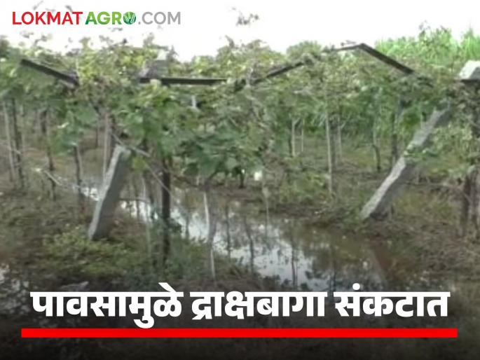 Export-oriented vineyards on the Khanapur Ghats are in trouble due to rains; Production costs have increased significantly this year | खानापूर घाटमाथ्यावरील निर्यातक्षम द्राक्षबागा पावसामुळे संकटात; उत्पादन खर्चात यंदा मोठी वाढ