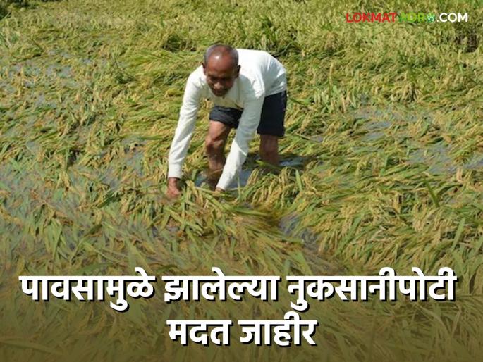 Decision on aid for crop damage; 596 crores will be given to the farmers | पिकांच्या नुकसानीपोटी मदतीचा निर्णय; शेतकऱ्यांना मिळणार ५९६ कोटी रुपये Decision on aid for crop damage; 596 crores will be given to the farmers | पिकांच्या नुकसानीपोटी मदतीचा निर्णय; शेतकऱ्यांना मिळणार ५९६ कोटी रुपये