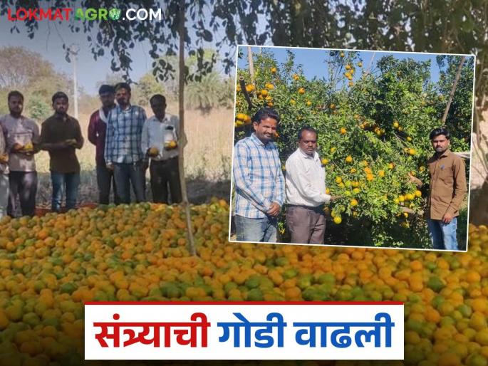 Farmers in Dongaon Revenue Board increased their interest in orange production; Sales take place in cities like Delhi, Bangalore | डोणगाव महसूल मंडळातील शेतकऱ्यांचा संत्रा उत्पादनाकडे वाढला कळ; दिल्ली, बंगळुरू सारख्या शहरांमध्ये होते विक्री Farmers in Dongaon Revenue Board increased their interest in orange production; Sales take place in cities like Delhi, Bangalore | डोणगाव महसूल मंडळातील शेतकऱ्यांचा संत्रा उत्पादनाकडे वाढला कळ; दिल्ली, बंगळुरू सारख्या शहरांमध्ये होते विक्री