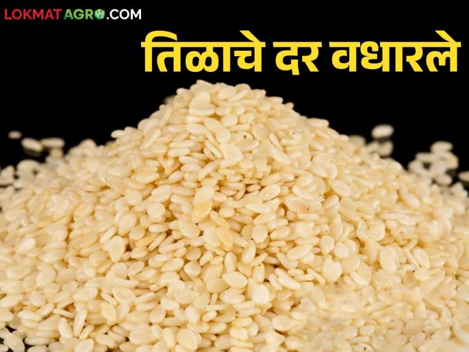 Sesame Market Rate: Sesame prices increased on the eve of Makar Sankranti; This is due to the decrease in production | Sesame Market Rate : मकरसंक्रांतीच्या तोंडावर तिळाचे दर वधारले; उत्पादन घटल्याचा होतोय परिणाम