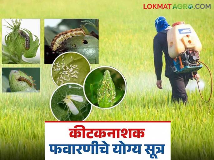 Take these precautions while spraying pesticides on crops; financial loss will be avoided along with intact health | पिकांवर कीटकनाशकांची फवारणी करतांना 'अशी' घ्या काळजी; अबाधित आरोग्यासह टळेल आर्थिक हानी Take these precautions while spraying pesticides on crops; financial loss will be avoided along with intact health | पिकांवर कीटकनाशकांची फवारणी करतांना 'अशी' घ्या काळजी; अबाधित आरोग्यासह टळेल आर्थिक हानी