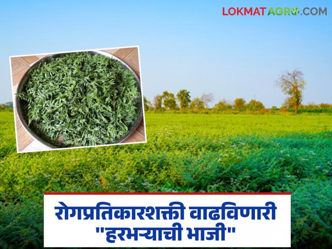 Eat green gram vegetables available in the market, boost immunity; Dietician's advice | बाजारात आलेली हरभऱ्याची हिरवी भाजी खा, रोगप्रतिकारशक्ती वाढवा; आहारतज्ज्ञांचा सल्ला