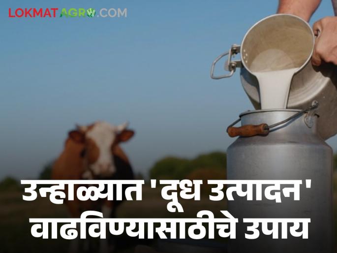 Keep 'this' simple remedy in the diet of animals, meditate; Perfect milk production will be guaranteed even in summer | जनावरांच्या आहारातील 'हे' सोपे उपाय ठेवा ध्यानी; उन्हाळ्यात देखील असेल परिपूर्ण दूध उत्पादनाची हमी Keep 'this' simple remedy in the diet of animals, meditate; Perfect milk production will be guaranteed even in summer | जनावरांच्या आहारातील 'हे' सोपे उपाय ठेवा ध्यानी; उन्हाळ्यात देखील असेल परिपूर्ण दूध उत्पादनाची हमी
