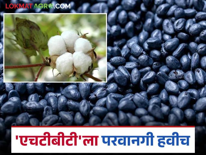 Permission for 'HTBT' is needed for the benefit of farmers; Farmer leaders voice their opinion | शेतकऱ्यांच्या फायद्यासाठी 'एचटीबीटी'ला परवानगी हवीच; शेतकरी नेत्यांचा सूर