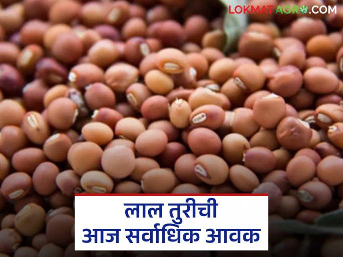 Red turi has the highest arrival in the state today; Read what price turi is getting | लाल तुरीची आज राज्यात सर्वाधिक आवक; वाचा तुरीला काय मिळतोय दर Red turi has the highest arrival in the state today; Read what price turi is getting | लाल तुरीची आज राज्यात सर्वाधिक आवक; वाचा तुरीला काय मिळतोय दर