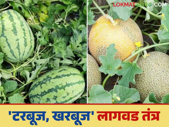 Crop Management: Want to plant watermelon and melon this year? Then use 'this' technique and increase production | Crop Management : यंदा टरबूज, खरबूज लागवड करायची आहे ? मग 'हे' तंत्र वापरा आणि उत्पादन वाढवा Crop Management: Want to plant watermelon and melon this year? Then use 'this' technique and increase production | Crop Management : यंदा टरबूज, खरबूज लागवड करायची आहे ? मग 'हे' तंत्र वापरा आणि उत्पादन वाढवा