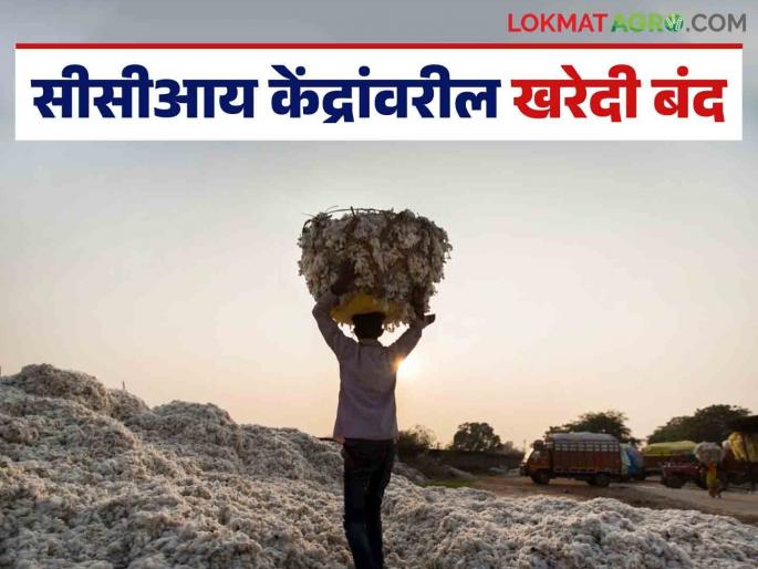 Farmers should not sell cotton for now; Cotton purchase at CCI centers will remain closed until further orders | तूर्त शेतकऱ्यांनी कापूस विक्रीस आणू नये; सीसीआय केंद्रांवरील कापूस खरेदी पुढील आदेशापर्यंत राहणार बंद Farmers should not sell cotton for now; Cotton purchase at CCI centers will remain closed until further orders | तूर्त शेतकऱ्यांनी कापूस विक्रीस आणू नये; सीसीआय केंद्रांवरील कापूस खरेदी पुढील आदेशापर्यंत राहणार बंद