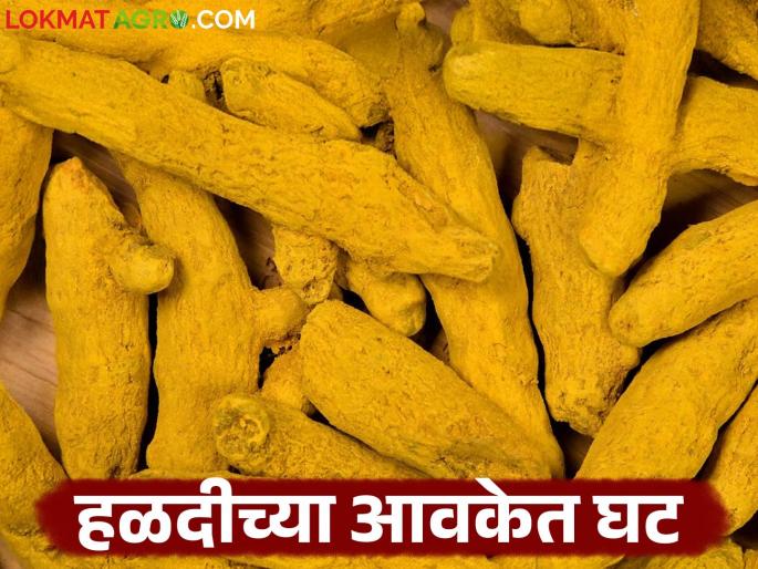 Despite the price hike; Turmeric arrivals at Sangli market yard decrease by 4.22 lakh quintals | दराची चकाकी असतानाही; सांगली मार्केट यार्डात हळदीच्या आवकेत ४.२२ लाख क्विंटलची घट Despite the price hike; Turmeric arrivals at Sangli market yard decrease by 4.22 lakh quintals | दराची चकाकी असतानाही; सांगली मार्केट यार्डात हळदीच्या आवकेत ४.२२ लाख क्विंटलची घट