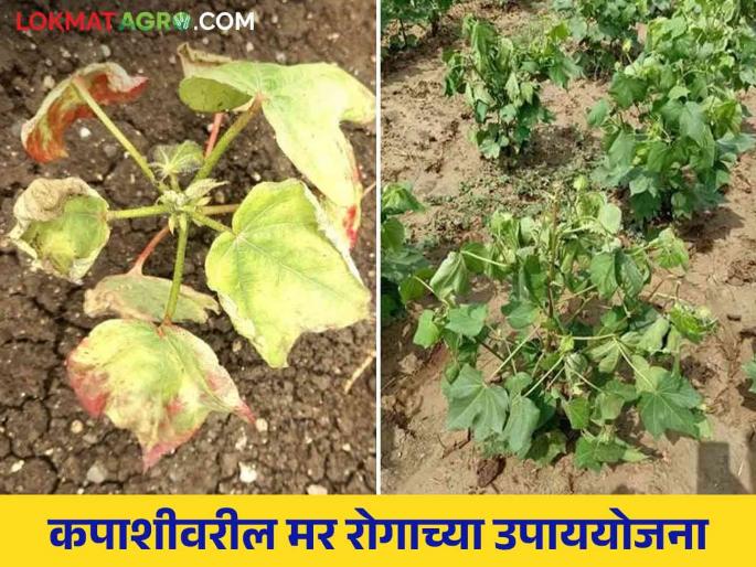 Heavy rains caused cotton blight; Take 'come' measures | अतिवृष्टीमुळे कापसावर मर रोगाचा प्रादुर्भाव झाला; 'या' करा उपाययोजना Heavy rains caused cotton blight; Take 'come' measures | अतिवृष्टीमुळे कापसावर मर रोगाचा प्रादुर्भाव झाला; 'या' करा उपाययोजना