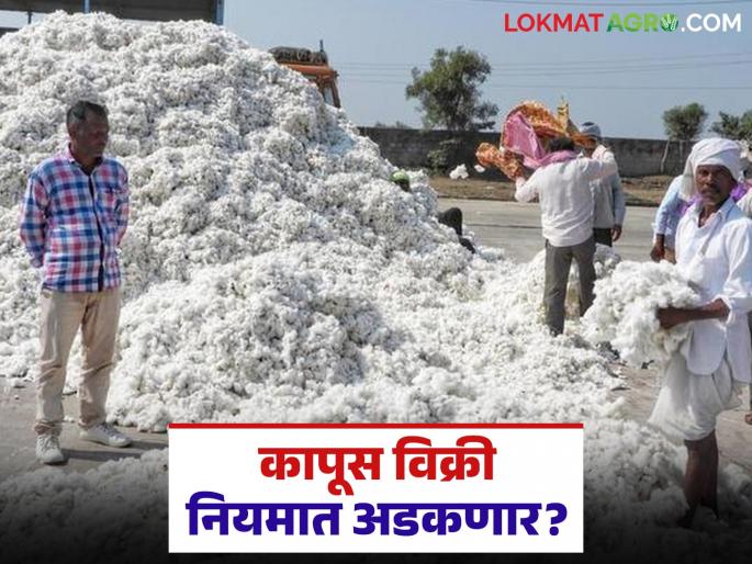 Just registering for the 'Cotton App' is not enough, this approval will also have to be obtained before selling cotton this year | 'कपास ॲप'ची केवळ नोंदणी पुरेसी नाही यंदा कापूस विक्रीपूर्वी 'हे' अप्रूव्हल देखील घ्यावे लागणार