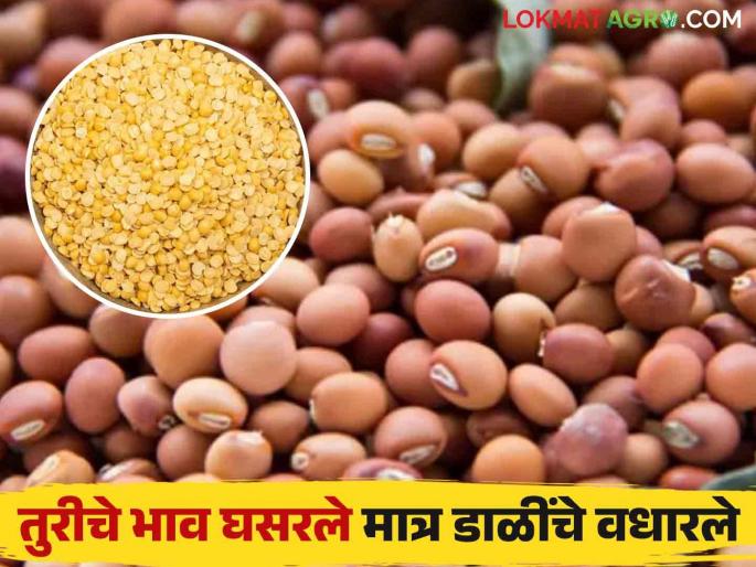 Pigeon Pea Market : An atmosphere of despair among farmers; Pipe prices fell; The price of pulses skyrocketed! | Pigeon Pea Market : शेतकऱ्यांमध्ये निराशेचे वातावरण; तुरीचे भाव घसरले; डाळींचे भाव मात्र गगनाला! Pigeon Pea Market : An atmosphere of despair among farmers; Pipe prices fell; The price of pulses skyrocketed! | Pigeon Pea Market : शेतकऱ्यांमध्ये निराशेचे वातावरण; तुरीचे भाव घसरले; डाळींचे भाव मात्र गगनाला!