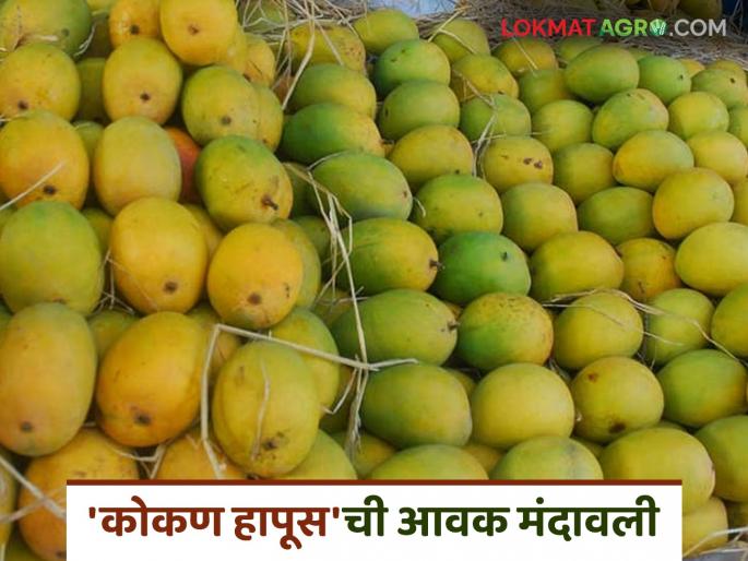 The Kokan Hapus has softened; now the focus is on Karnataka Mango Due to reduced production kokan hapus arrival has slowed down | कोकण हापूस' नरमला; आता 'कर्नाटक'वरच मदार; उत्पादन कमी असल्याने आवक मंदावली The Kokan Hapus has softened; now the focus is on Karnataka Mango Due to reduced production kokan hapus arrival has slowed down | कोकण हापूस' नरमला; आता 'कर्नाटक'वरच मदार; उत्पादन कमी असल्याने आवक मंदावली