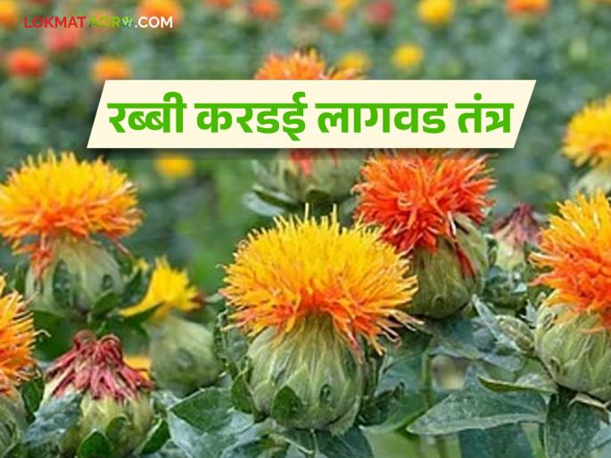 Learn about modern rabi cultivation techniques of safflower crop and solutions for increased production | जाणून घ्या करडई पिकाचे आधुनिक रब्बी लागवड तंत्र आणि अधिक उत्पादनाचे उपाय