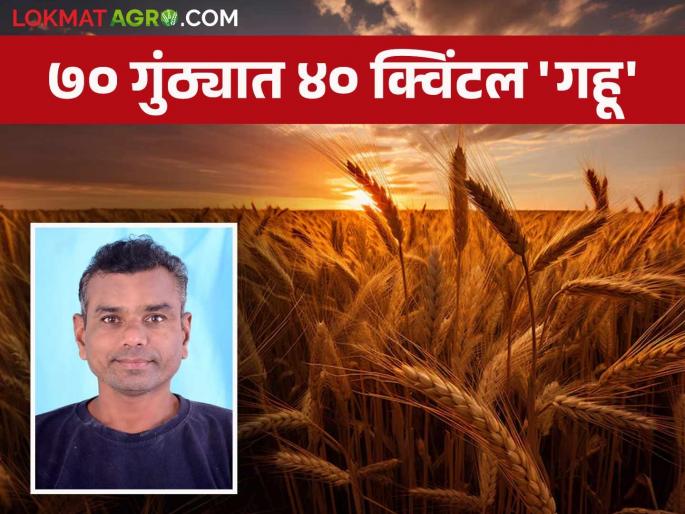 Success Story: Proper irrigation techniques and effective crop management worked; Arunrao's strong performance in wheat production | Success Story : सिंचनाचे योग्य तंत्र अन् प्रभावी पीक व्यवस्थापन आले कामी; अरुणरावांची गहू उत्पादनात जोरदार कामगिरी Success Story: Proper irrigation techniques and effective crop management worked; Arunrao's strong performance in wheat production | Success Story : सिंचनाचे योग्य तंत्र अन् प्रभावी पीक व्यवस्थापन आले कामी; अरुणरावांची गहू उत्पादनात जोरदार कामगिरी