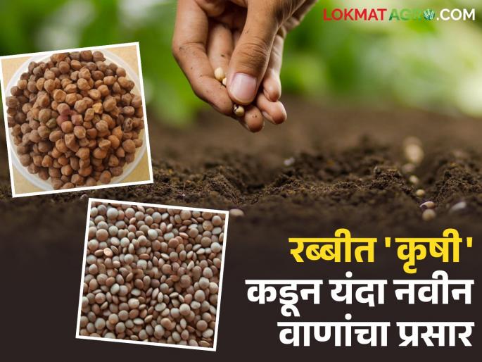 'Agriculture' is striving to develop lentils along with gram varieties in this Rabi season | यंदा रब्बी हंगामात हरभऱ्यासह मसूर वाण विकसित करण्यासाठी 'कृषी'ची धडपड 'Agriculture' is striving to develop lentils along with gram varieties in this Rabi season | यंदा रब्बी हंगामात हरभऱ्यासह मसूर वाण विकसित करण्यासाठी 'कृषी'ची धडपड
