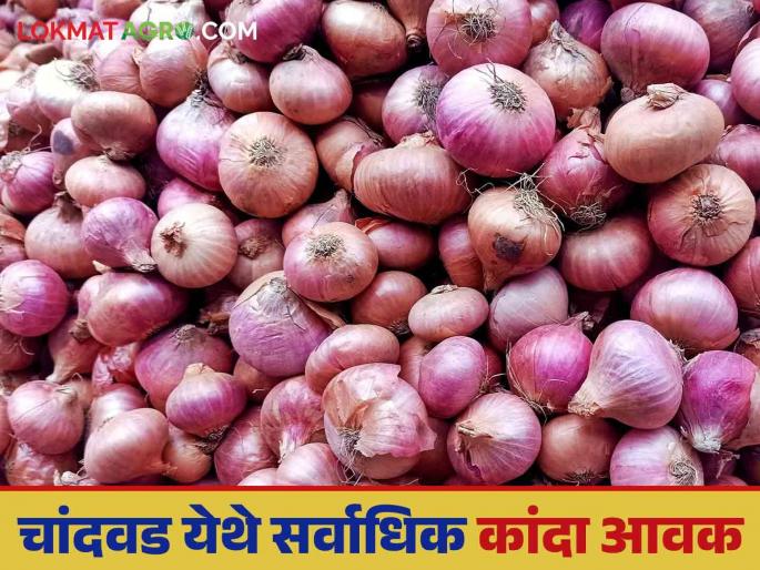 Kanda Bazaar Bhav: Are onion prices rising in the state's onion market? Read today's onion market price | Kanda Bajar Bhav : राज्याच्या कांदा बाजारात कांदा खातोय का भाव? वाचा आजचे कांदा बाजारभाव Kanda Bazaar Bhav: Are onion prices rising in the state's onion market? Read today's onion market price | Kanda Bajar Bhav : राज्याच्या कांदा बाजारात कांदा खातोय का भाव? वाचा आजचे कांदा बाजारभाव