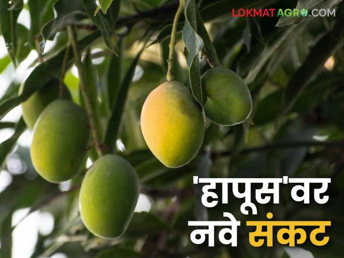 The continuous change in climate is affecting the mango crop; Gardeners are in financial difficulty due to the increase in production costs. | हवामानातील सातत्यपूर्ण बदलाचा हापूस आंब्यावर होतोय परिणाम; उत्पादन खर्च वाढल्याने बागायतदार आर्थिक अडचणीत The continuous change in climate is affecting the mango crop; Gardeners are in financial difficulty due to the increase in production costs. | हवामानातील सातत्यपूर्ण बदलाचा हापूस आंब्यावर होतोय परिणाम; उत्पादन खर्च वाढल्याने बागायतदार आर्थिक अडचणीत