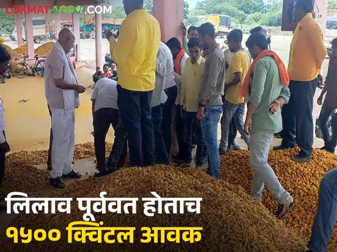 After eleven days of closure, turmeric trading resumed in Sant Namdev Market Yard; Read what is the rate being offered | अकरा दिवसांच्या बंदनंतर संत नामदेव मार्केट यार्डातील हळद खरेदी-विक्री पूर्ववत; वाचा काय मिळतोय दर
