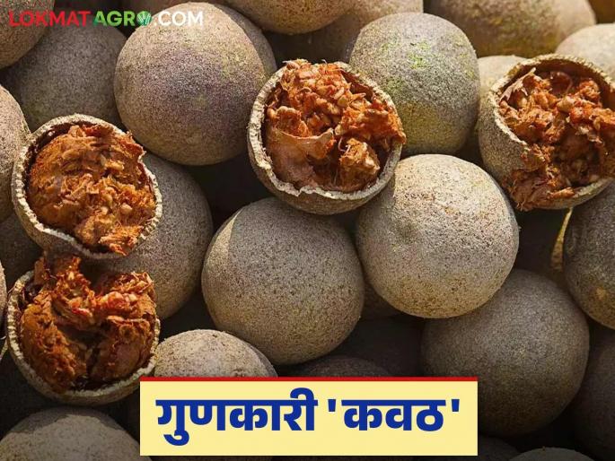 what is the purpose of eat wood apple on every home at mahashivratri; the health benefits of kavath | महाशिवरात्रीला घरोघरी का खातात कवठ; कवठाचे आरोग्यदायी फायदे what is the purpose of eat wood apple on every home at mahashivratri; the health benefits of kavath | महाशिवरात्रीला घरोघरी का खातात कवठ; कवठाचे आरोग्यदायी फायदे