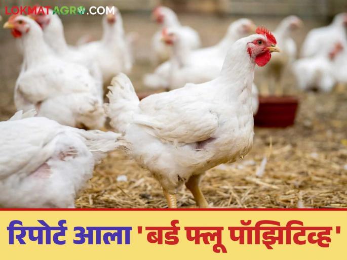 Administration on action mode after 'bird flu' report comes positive; Alert zone up to 10 kilometers | 'बर्ड फ्लू'चा अहवाल पॉझिटिव्ह आल्याने प्रशासन ॲक्शन मोडवर; १० किलोमीटर पर्यंत अलर्ट झोन Administration on action mode after 'bird flu' report comes positive; Alert zone up to 10 kilometers | 'बर्ड फ्लू'चा अहवाल पॉझिटिव्ह आल्याने प्रशासन ॲक्शन मोडवर; १० किलोमीटर पर्यंत अलर्ट झोन