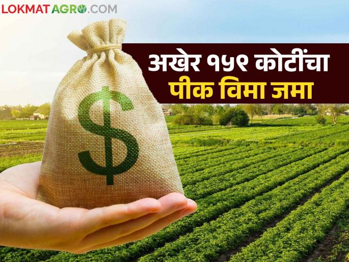 'This' district in the state got crop insurance of Rs 159 crore for Kharif; Read in detail | राज्यातील 'या' जिल्ह्याला मिळाला खरिपाचा १५९ कोटींचा पीक विमा; वाचा सविस्तर