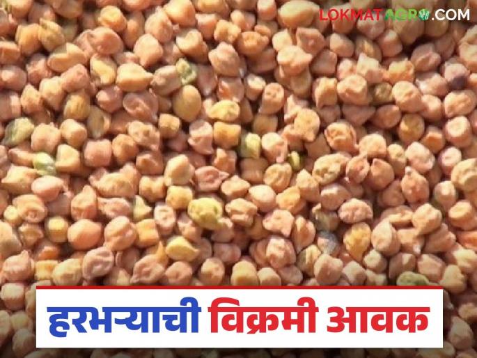 There were long queues of vehicles at the Market Committee; in Amalner, the arrival of gram this year reached a record high | कृषी उत्पन्न बाजार समितीत वाहनांच्या लागल्या रांगा; अमळनेरात हरभऱ्याची यंदा विक्रमी आवक