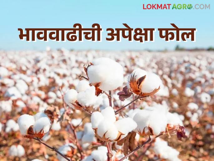 Cotton Market Update: Expectations of price hike this year are proving false; Farmers sell stored cotton | Cotton Market Update : यंदा भाववाढीची अपेक्षा ठरतेय फोल; साठवलेल्या कापसाची शेतकऱ्यांकडून विक्री Cotton Market Update: Expectations of price hike this year are proving false; Farmers sell stored cotton | Cotton Market Update : यंदा भाववाढीची अपेक्षा ठरतेय फोल; साठवलेल्या कापसाची शेतकऱ्यांकडून विक्री