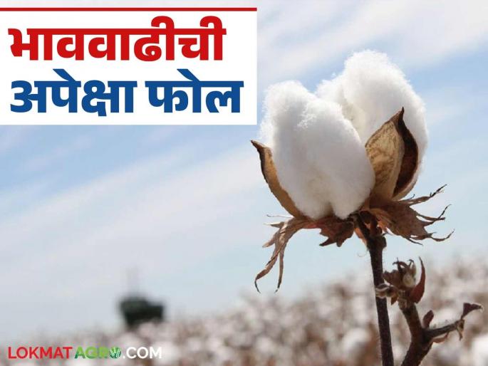 Farmers' patience runs out; Cotton is up for sale as hopes of price hike fade | शेतकऱ्यांचा संयम संपला; भाववाढीची आशा मावळल्याने कापूस विक्रीसाठी दाखल Farmers' patience runs out; Cotton is up for sale as hopes of price hike fade | शेतकऱ्यांचा संयम संपला; भाववाढीची आशा मावळल्याने कापूस विक्रीसाठी दाखल