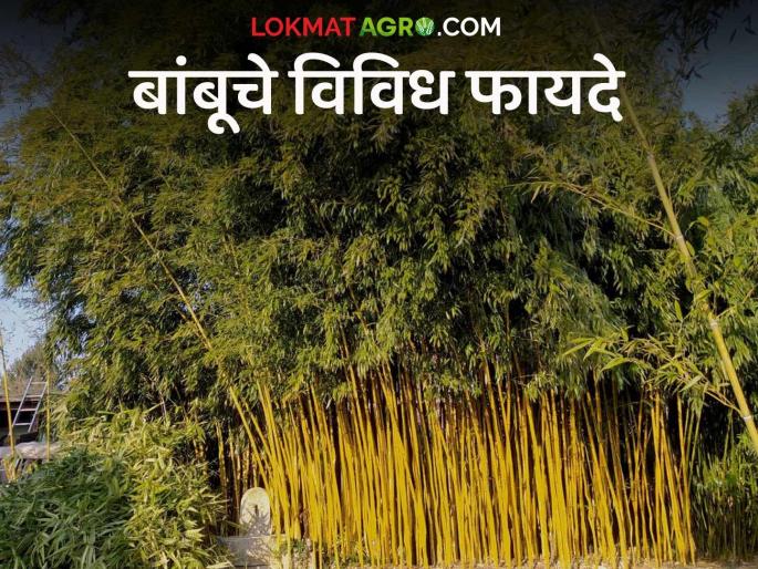 Benefits Of Bamboo: Bamboo is versatile and has all-round benefits; Read detailed information | Benefits Of Bamboo : बहूउपयोगी बांबू आहे सर्वांगीण फायद्याचा; वाचा सविस्तर माहिती Benefits Of Bamboo: Bamboo is versatile and has all-round benefits; Read detailed information | Benefits Of Bamboo : बहूउपयोगी बांबू आहे सर्वांगीण फायद्याचा; वाचा सविस्तर माहिती