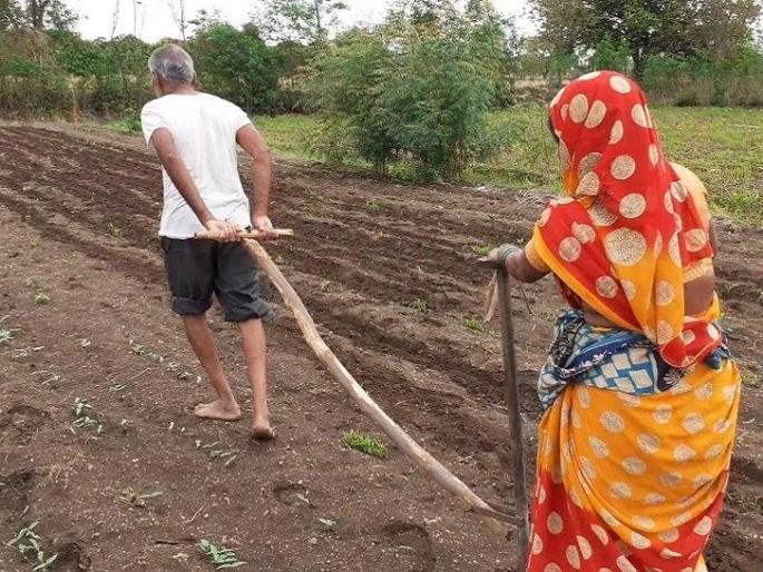 The central government's guarantee of agricultural commodities is only on paper, in fact the rates are low | केंद्र सरकारचे शेतमालाचे हमीभाव कागदावरच, प्रत्यक्षात दर कमीच The central government's guarantee of agricultural commodities is only on paper, in fact the rates are low | केंद्र सरकारचे शेतमालाचे हमीभाव कागदावरच, प्रत्यक्षात दर कमीच