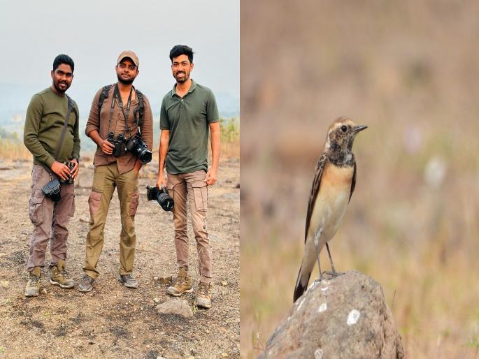 Bird watchers saw a flock of migratory rare 'Pied Wheatear' | पक्षी निरीक्षकांना स्थलांतरित दुर्मिळ 'पाईड व्हीटियर' पक्षाचं दर्शन Bird watchers saw a flock of migratory rare 'Pied Wheatear' | पक्षी निरीक्षकांना स्थलांतरित दुर्मिळ 'पाईड व्हीटियर' पक्षाचं दर्शन