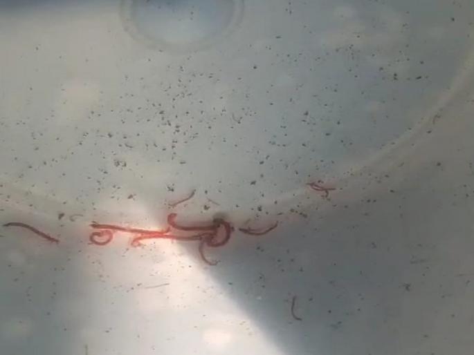 Contaminated water supply in Millat Nagar area of Bhiwandi; Citizens' health is at risk | भिवंडीतील मिल्लत नगर परिसरात दूषित पाणीपुरवठा ; नागरिकांचे आरोग्य धोक्यात Contaminated water supply in Millat Nagar area of Bhiwandi; Citizens' health is at risk | भिवंडीतील मिल्लत नगर परिसरात दूषित पाणीपुरवठा ; नागरिकांचे आरोग्य धोक्यात