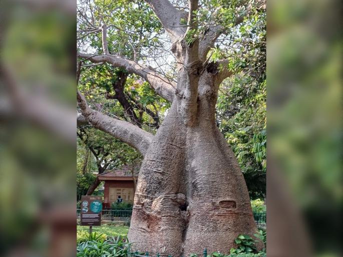 Ax on 300-year-old baobab tree for metro project in Santa Cruz | सांताक्रूझचा 'जेष्ठ नागरिक' धारातीर्थी; ३०० वर्षे पुरातन बाओबाब वृक्षावर मेट्रो प्रकल्पासाठी कुऱ्हाड Ax on 300-year-old baobab tree for metro project in Santa Cruz | सांताक्रूझचा 'जेष्ठ नागरिक' धारातीर्थी; ३०० वर्षे पुरातन बाओबाब वृक्षावर मेट्रो प्रकल्पासाठी कुऱ्हाड