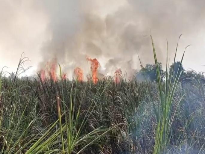 Six and a half acres of sugarcane burnt; Short circuited at the same venue for the third year in a row | साडेसहा एकर उस जळून खाक ; सलग तिसऱ्या वर्षी एकाच ठिकाणी शॉर्टसर्किट Six and a half acres of sugarcane burnt; Short circuited at the same venue for the third year in a row | साडेसहा एकर उस जळून खाक ; सलग तिसऱ्या वर्षी एकाच ठिकाणी शॉर्टसर्किट