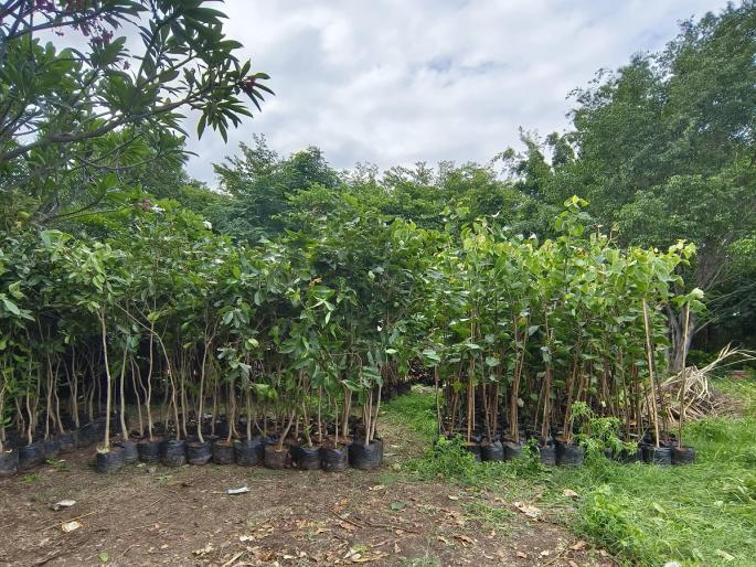Fruits, flowers and herb trees will bloom in Satara city! | सातारा शहरात बहरणार फळे, फुले अन् वनौषधी वृक्ष! Fruits, flowers and herb trees will bloom in Satara city! | सातारा शहरात बहरणार फळे, फुले अन् वनौषधी वृक्ष!