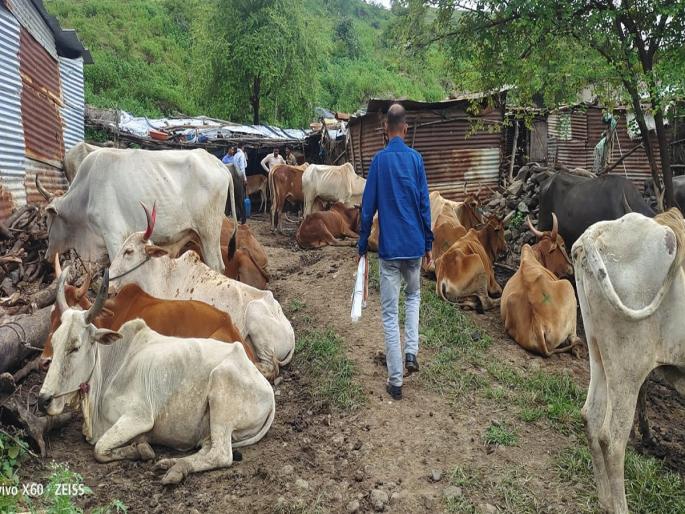 Rescue of 28 cows cruelly bound for slaughter | कत्तलीच्या उद्देशाने निर्दयतेने बांधलेले २८ गोवंशांची सुटका