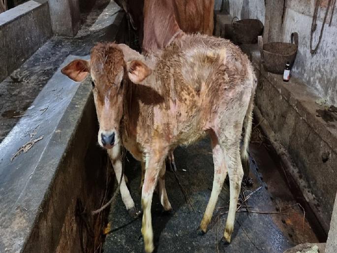 Re-entry of Lumpy in the district, begins in Phaltan | जिल्ह्यात लम्पीचा पुन्हा शिरकाव... फलटणला सुरुवात Re-entry of Lumpy in the district, begins in Phaltan | जिल्ह्यात लम्पीचा पुन्हा शिरकाव... फलटणला सुरुवात