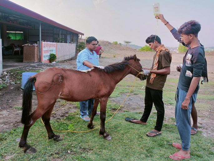 "Abandoned on the street because of old age" blind and old 'Jitu' was rescued by Vasa in an injured state | "म्हातारा झाला म्हणून रस्त्यावर सोडला", आंधळा आणि म्हाताऱ्या 'जितू'ला वसाने केले रेस्क्यू "Abandoned on the street because of old age" blind and old 'Jitu' was rescued by Vasa in an injured state | "म्हातारा झाला म्हणून रस्त्यावर सोडला", आंधळा आणि म्हाताऱ्या 'जितू'ला वसाने केले रेस्क्यू