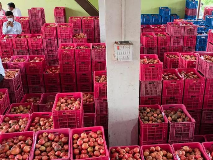 After the export ban, the first consignment of pomegranates left for America | निर्यात बंदीनंतर डाळिंबाची पहिली खेप अमेरिकेसाठी रवाना After the export ban, the first consignment of pomegranates left for America | निर्यात बंदीनंतर डाळिंबाची पहिली खेप अमेरिकेसाठी रवाना