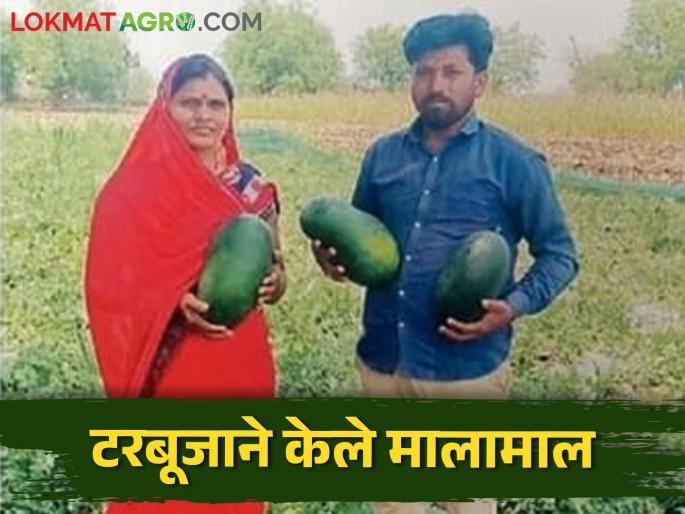 250 quintals produced in one acre, watermelon yielded 2.5 lakhs in 65 days | एका एकरात घेतले २५० क्विंटल उत्पादन, टरबूजाने ६५ दिवसांत दिले अडीच लाखांचे उत्पन्न 250 quintals produced in one acre, watermelon yielded 2.5 lakhs in 65 days | एका एकरात घेतले २५० क्विंटल उत्पादन, टरबूजाने ६५ दिवसांत दिले अडीच लाखांचे उत्पन्न