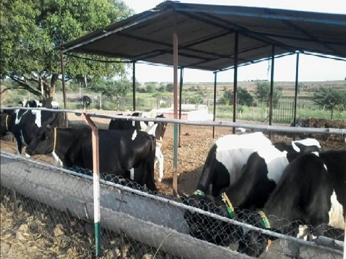 Department of Animal Husbandry: Tagging of 16 lakh animals in Nagar district | पशुसंवर्धन विभाग : नगर जिल्ह्यात १६ लाख जनावरांचे टॅगिंग Department of Animal Husbandry: Tagging of 16 lakh animals in Nagar district | पशुसंवर्धन विभाग : नगर जिल्ह्यात १६ लाख जनावरांचे टॅगिंग