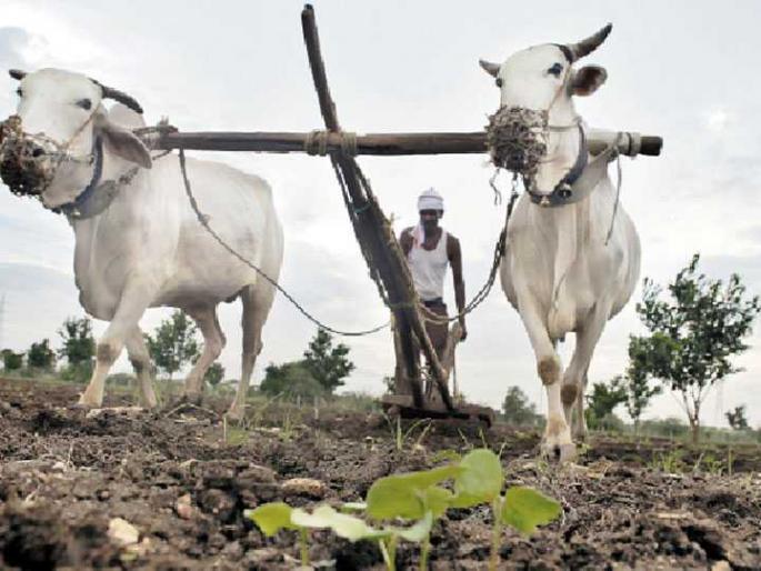 Learn; How many hectares will be sown with kharif in Solapur district this year? | जाणून घ्या; यंदा सोलापूर जिल्ह्यात किती हेक्टरवर होणार खरीपाची पेरणी Learn; How many hectares will be sown with kharif in Solapur district this year? | जाणून घ्या; यंदा सोलापूर जिल्ह्यात किती हेक्टरवर होणार खरीपाची पेरणी